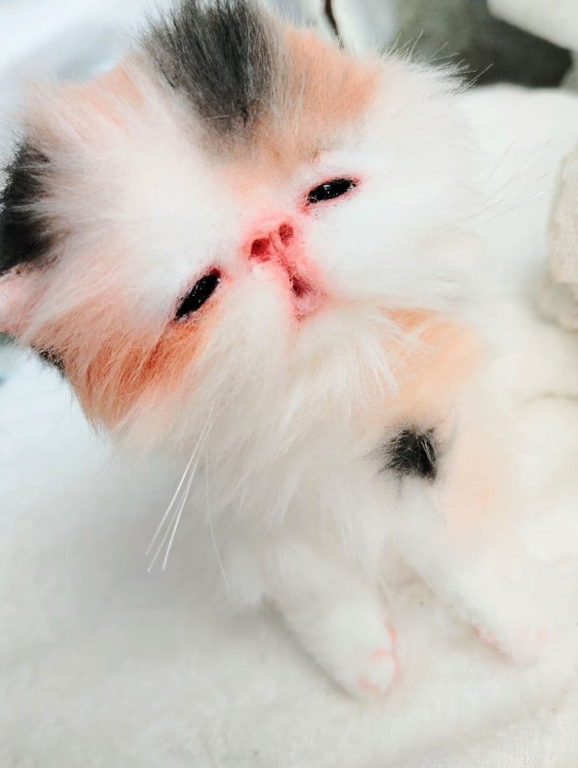 さんごやま様❤オーダー♡ほにゃほにゃ〜キャリコ子猫ちゃん♡アートドールぬいぐるみ