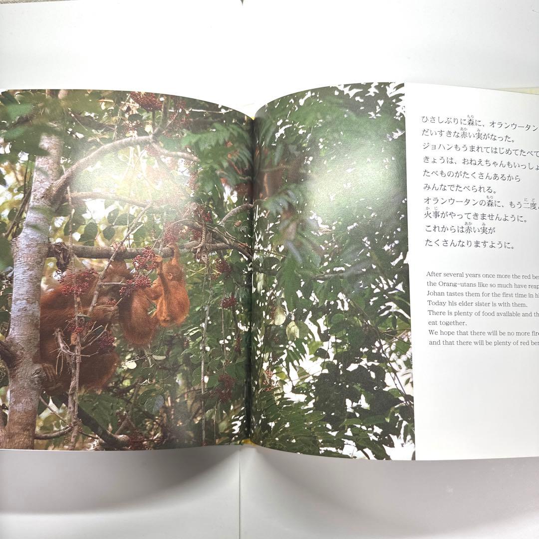 【2点購入150円引】オランウータンの森　鈴木 南水子 / 鈴木晃