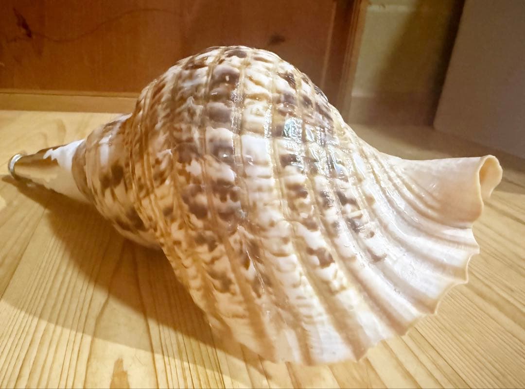 修験道法螺貝36㎝ 山伏　密教　魔除け　熊よけ❣️ホラガイ　ほら貝