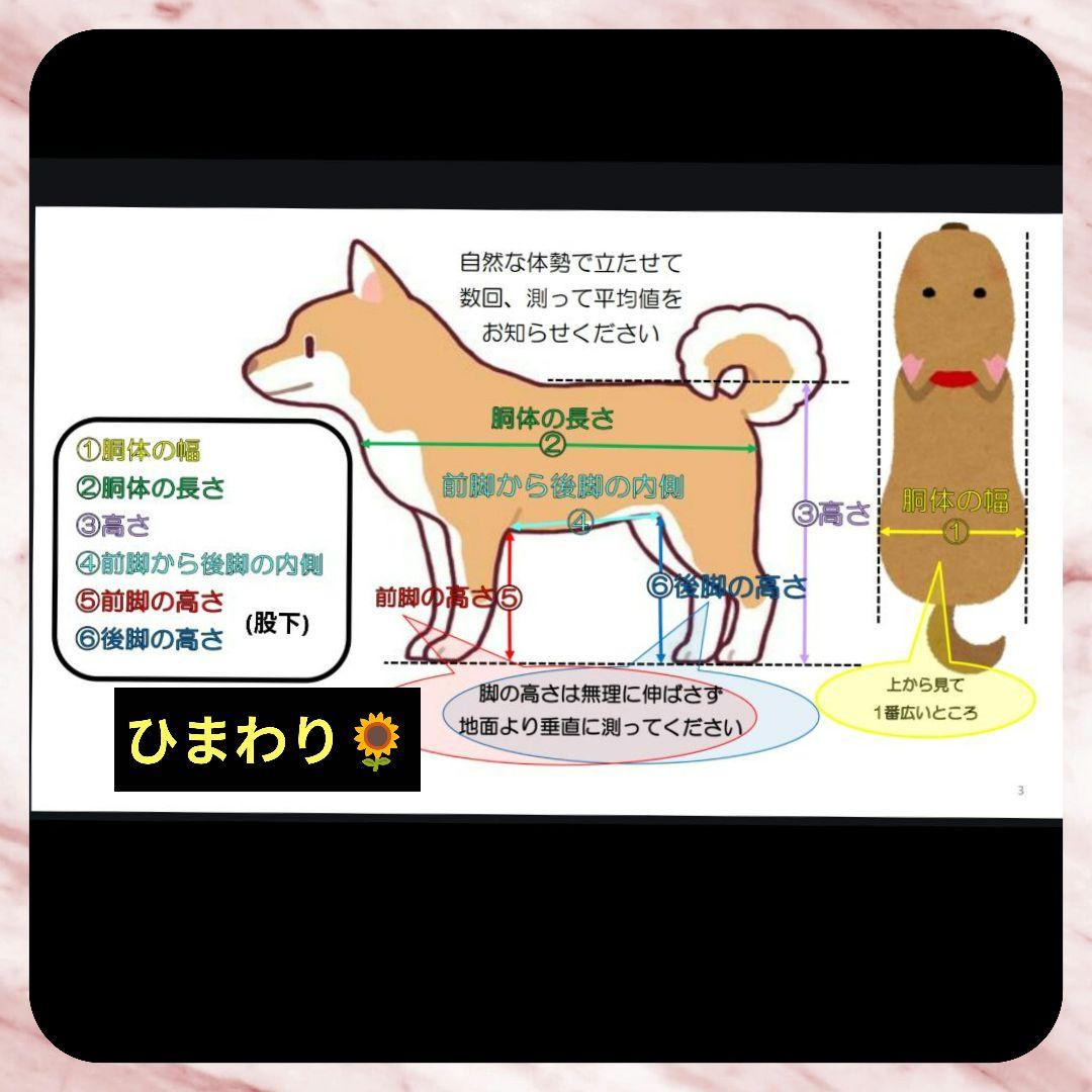 Mo　トイプー4輪　リハビリ　食事補助　犬用車椅子　介護　犬の歩行器