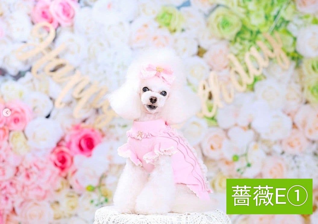 背景布×5+1　ペット撮影用フォトブース　トリミングチョーカー販売中　苺　紫陽花