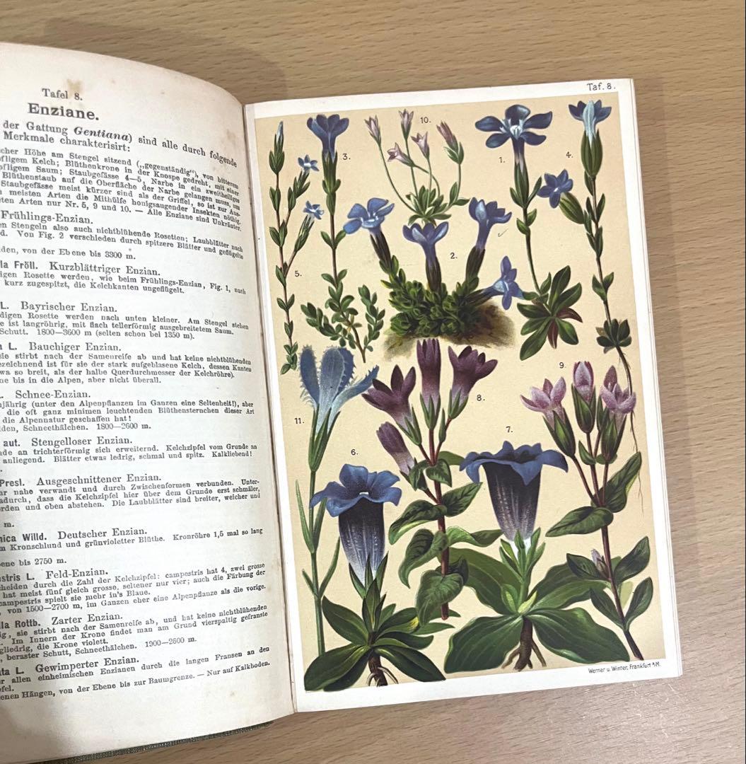 No.351 ドイツ アンティーク 洋書 ボタニカルアート 植物図鑑