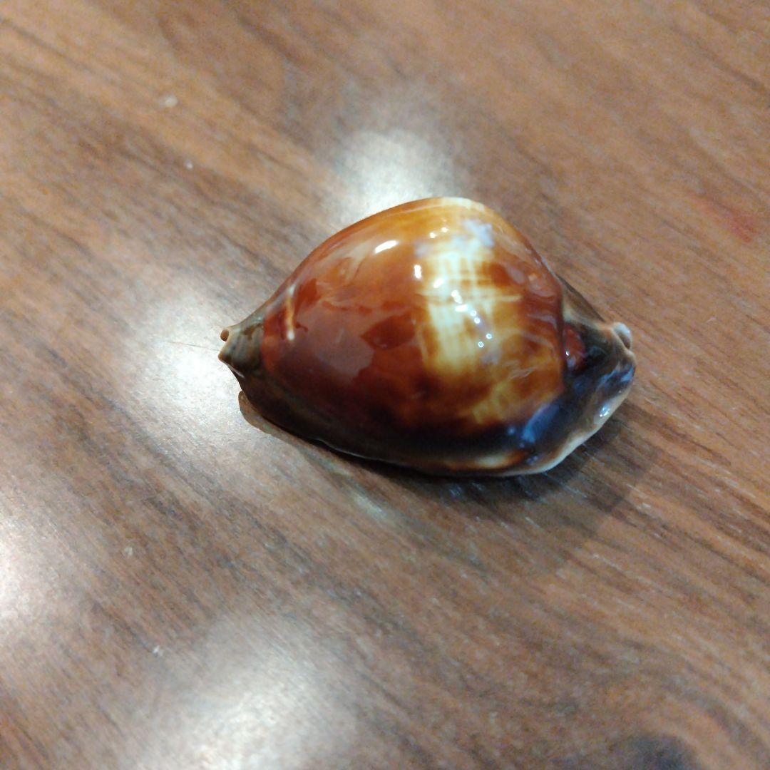 ロッセルダカラ　タカラガイ