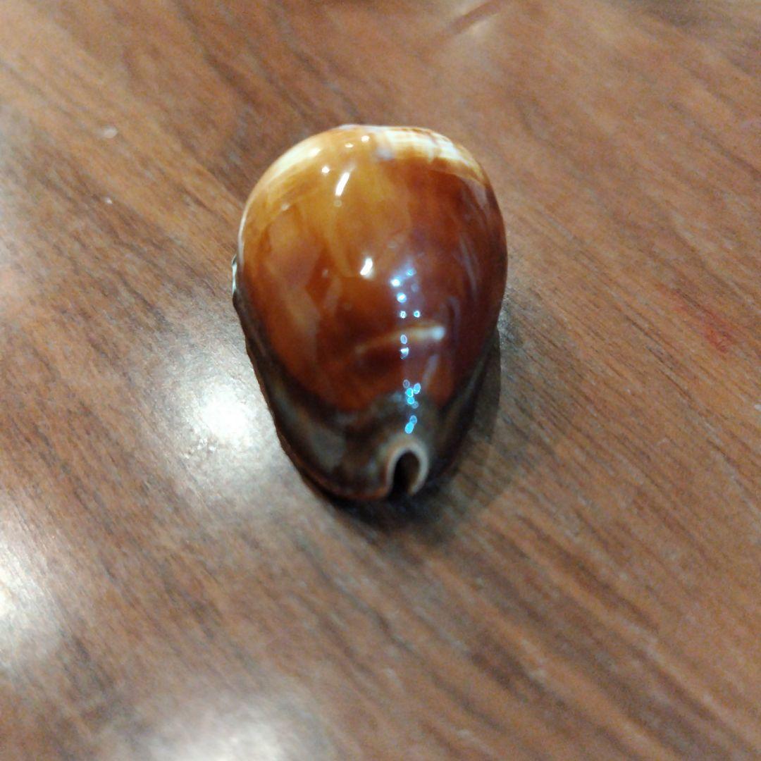 ロッセルダカラ　タカラガイ