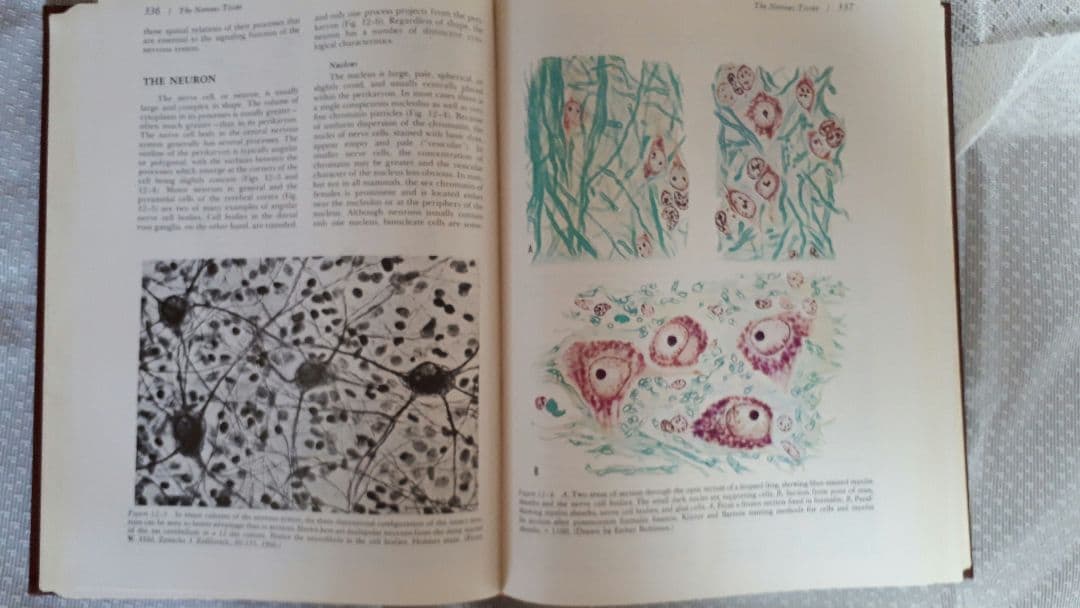 洋書 A Textbook of HISTOLOGY