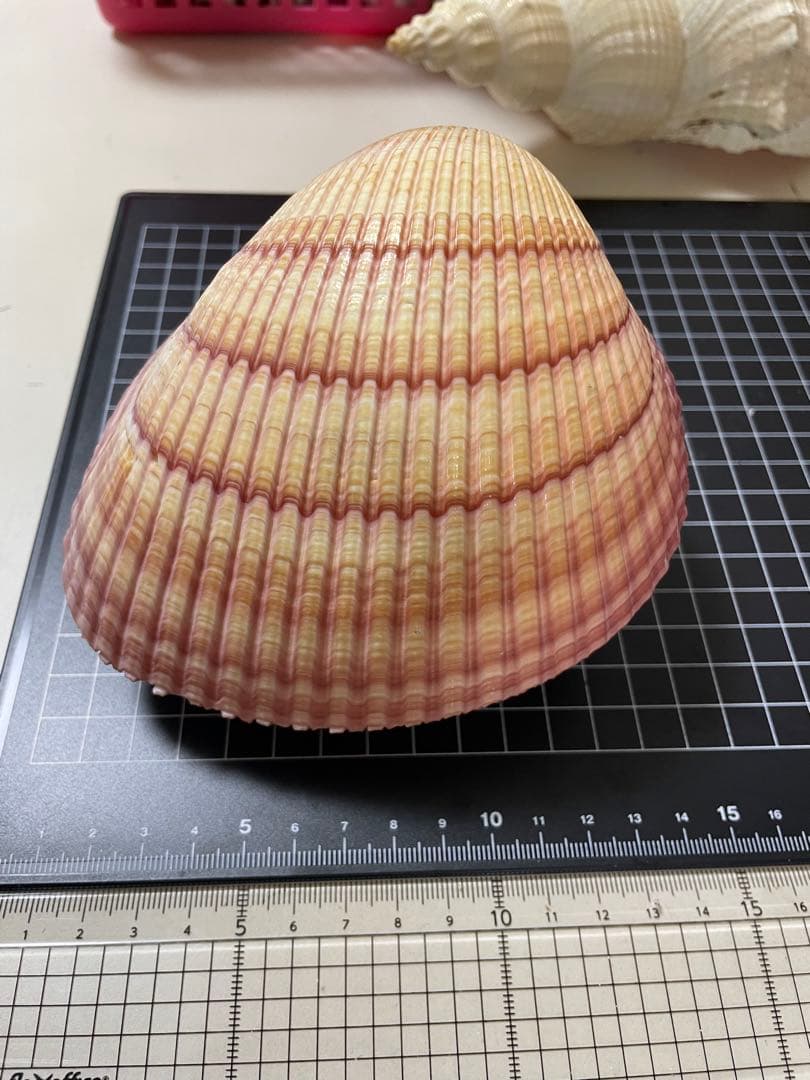 アフリカザルガイ　貝殻　標本　ネッタイザルガイ