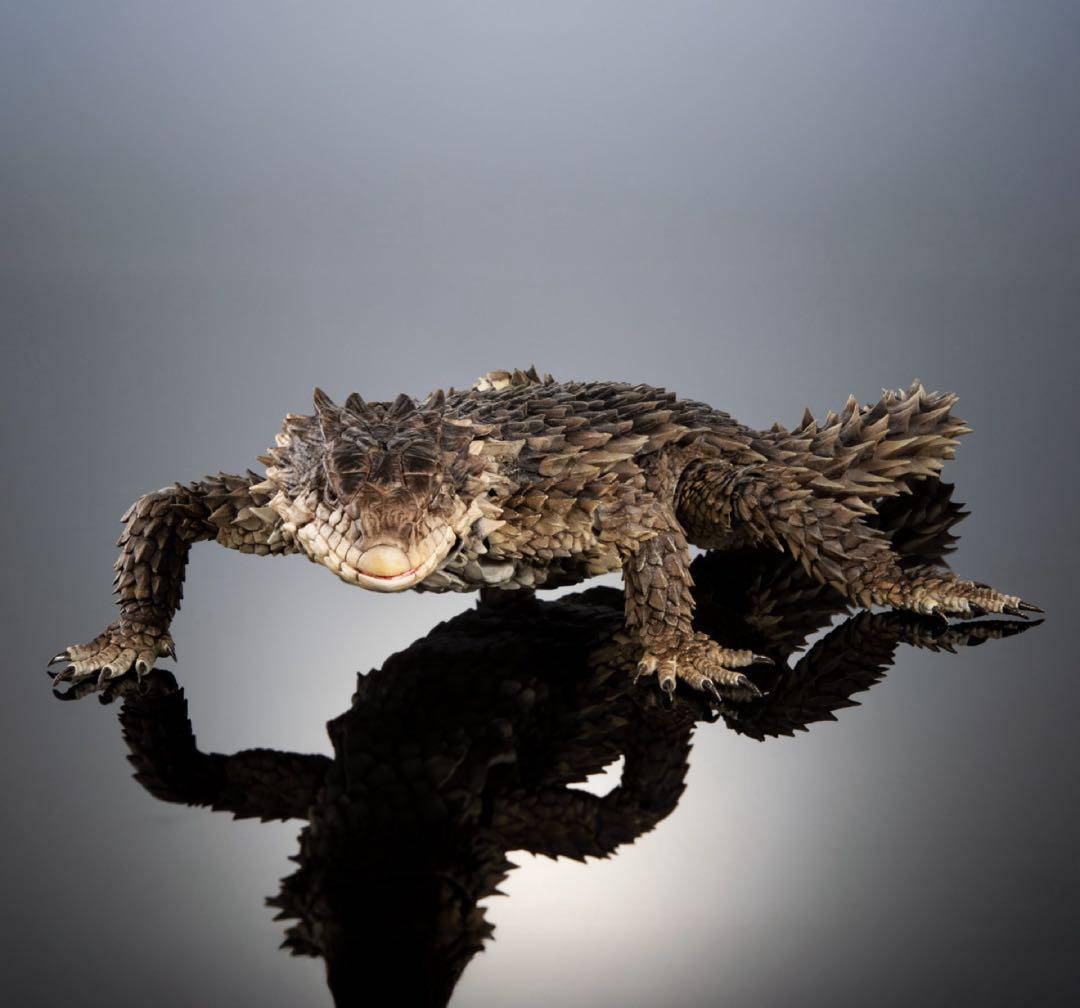 いきもの大図鑑アルティメット オオヨロイトカゲ 新品未開封 ⑤