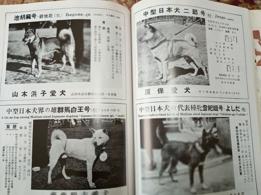 動物の平日