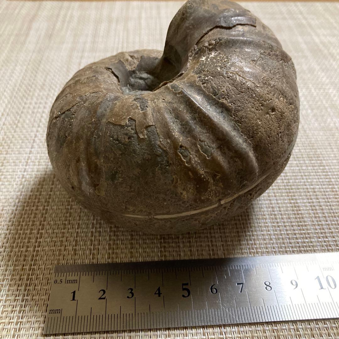アンモナイト化石 約11cm