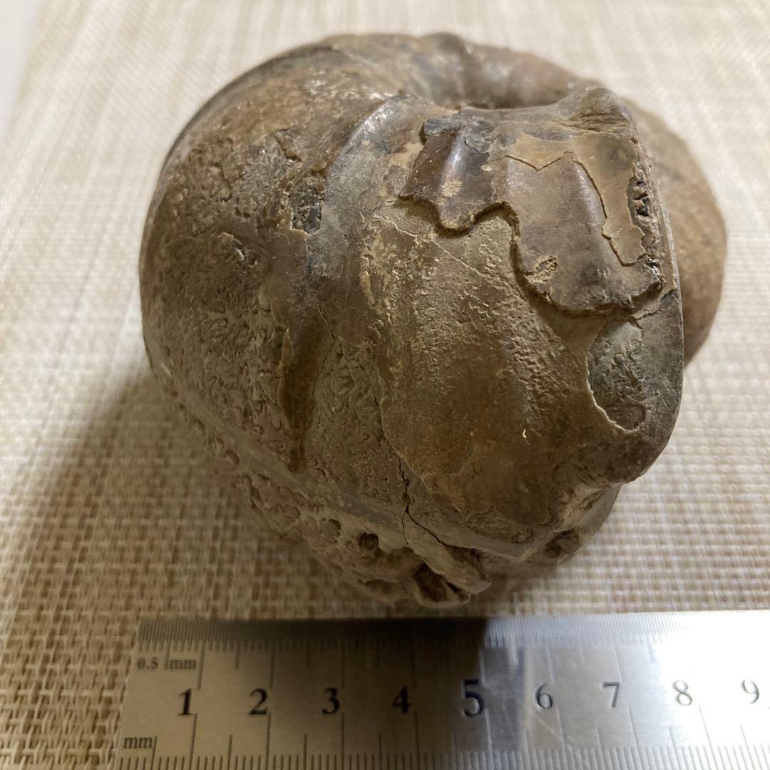アンモナイト化石 約11cm