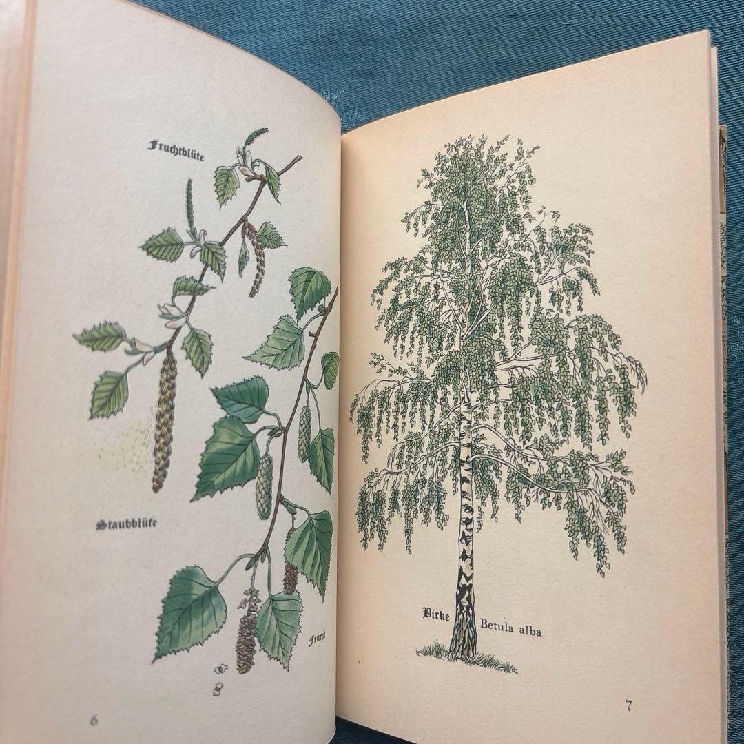 り*い様 ヴィンテージ ドイツ古書 洋書☘️インゼル文庫 316番 森の木