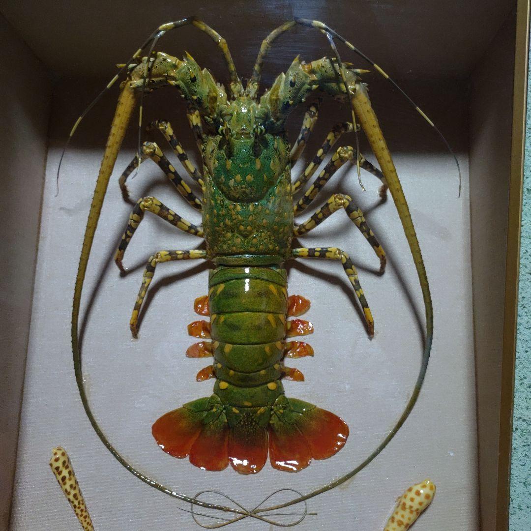 美品 特大 色鮮やかな錦海老 伊勢海老 剥製 壁掛け オブジェ￼ ニシキエビ
