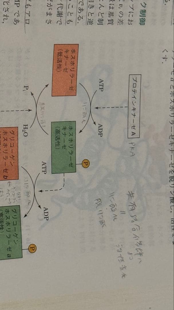 生化学・細胞生物学 教科書 3冊セット