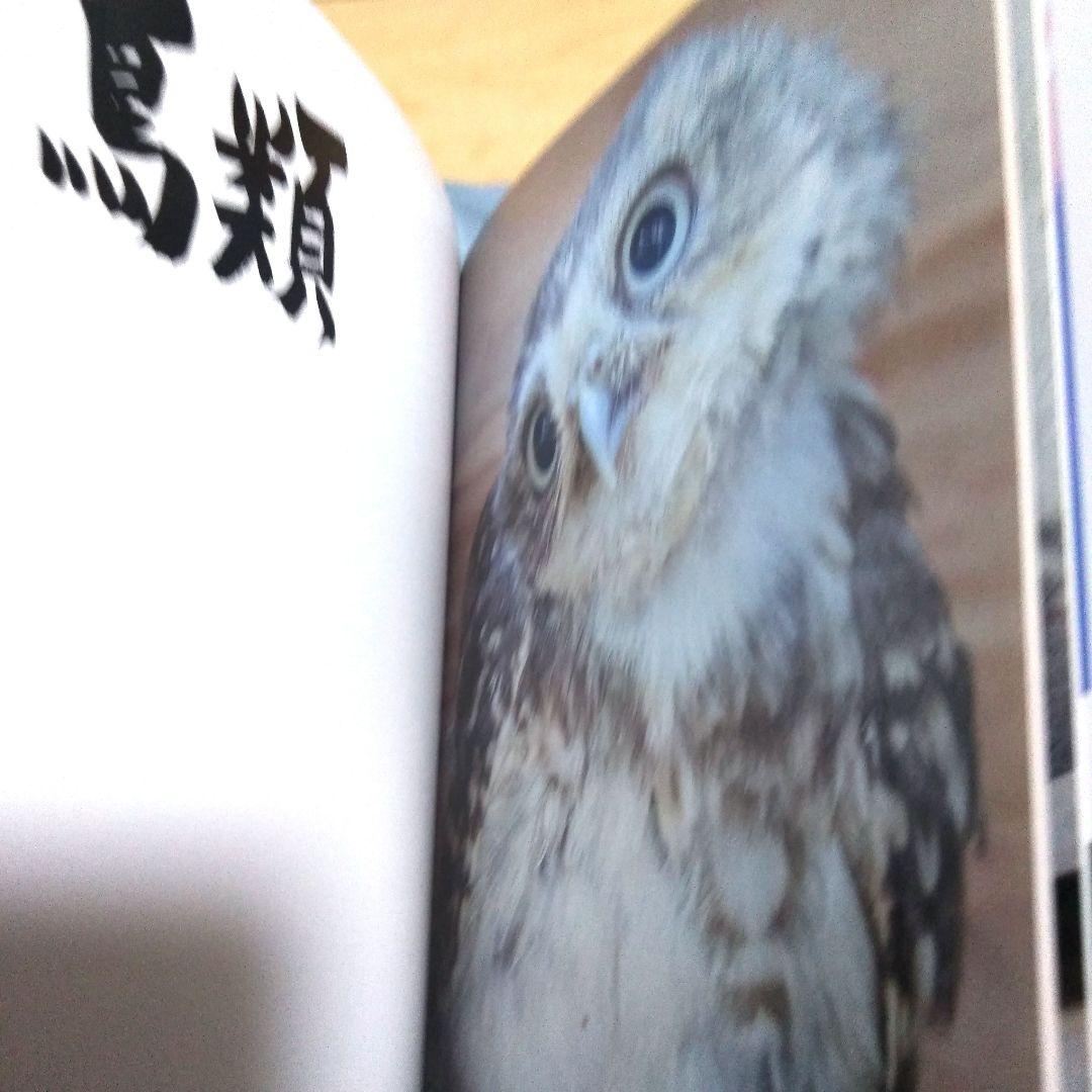 PHOTO ZOO BOOK写真集　THE ALFEE　坂崎幸之助