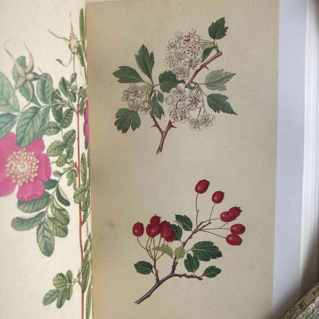 L958洋書古書　古い植物解剖図多数掲載1980年代発行ドイツの分厚い植物図鑑