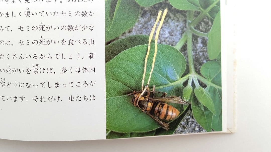『虫をたおすキノコ』吉見昭一 著 子ども科学図書館 ムシに生えたきのこ 冬虫夏草