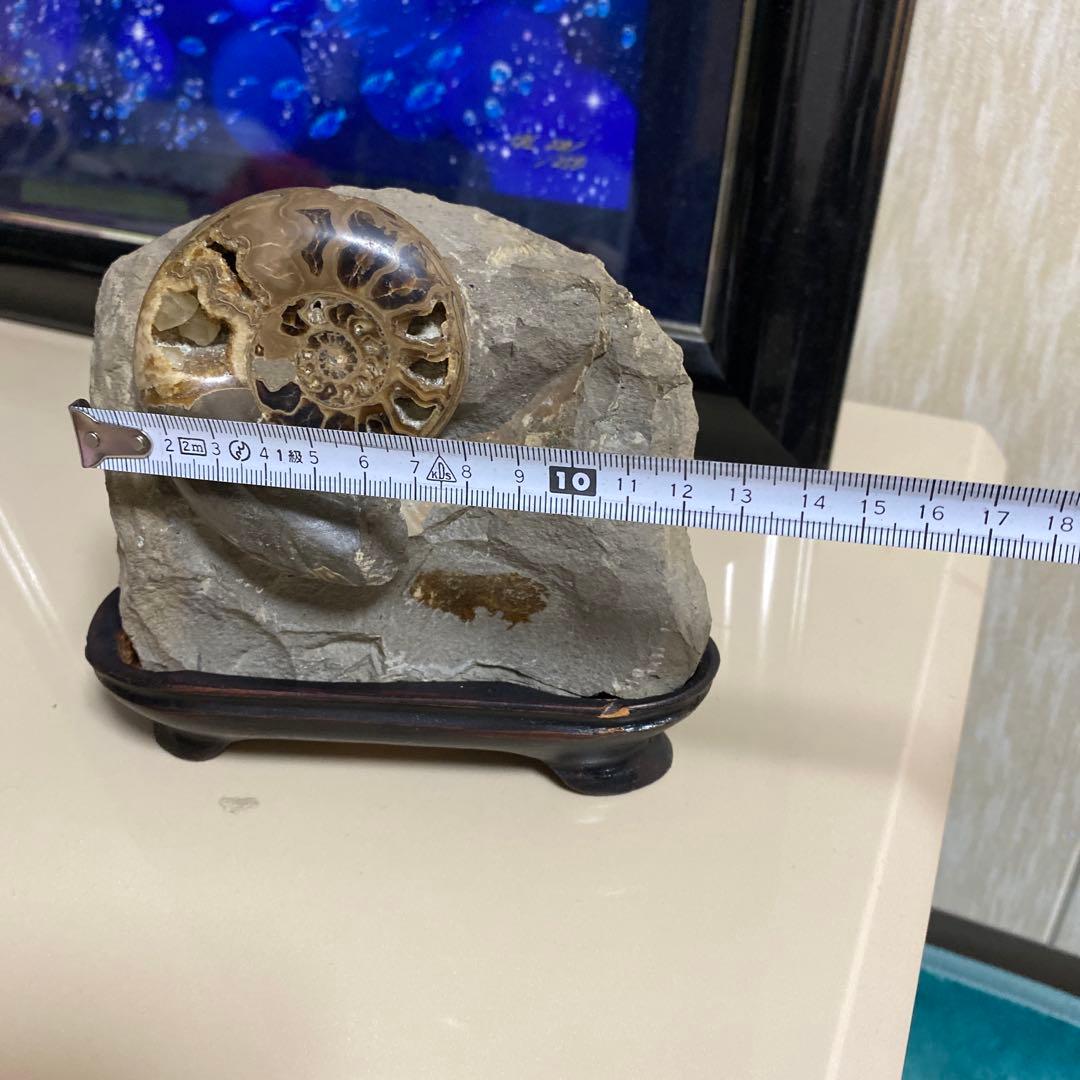 化石 アンモナイト メノウ　化石　台座付き　北海道産