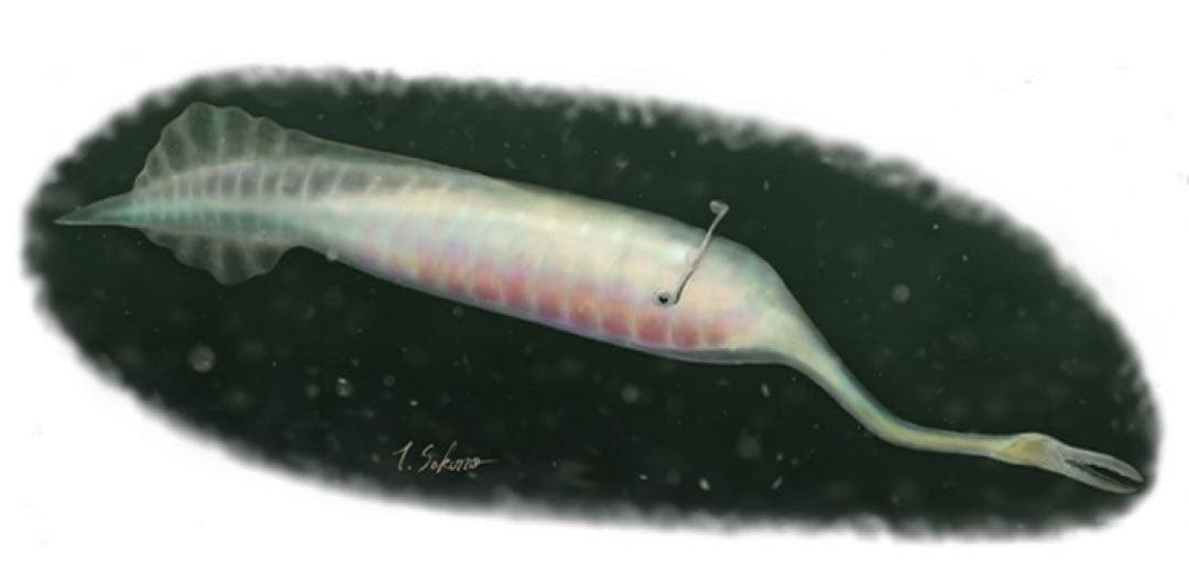 キモ可愛♡「大絶滅展―生命史のビッグファイブ」レア限定グッズ　絶滅動物