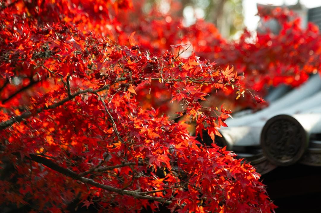 Nikon Z6 ボディ