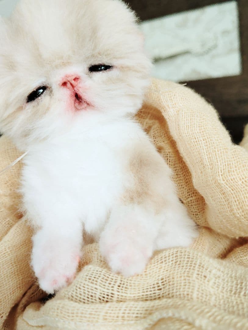 生後7日♡オメメ開いたよ♡エキゾ子猫ちゃん♡アートドール♡