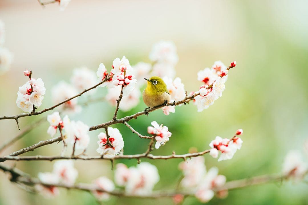 レンズ(単焦点) Nikon AF-I 300mm f2.8 D