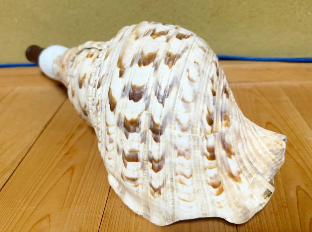 定*吉様 大型38㎝修験道法螺貝　密教　魔除け　山伏　熊よけ　ほら貝　ホラガイ
