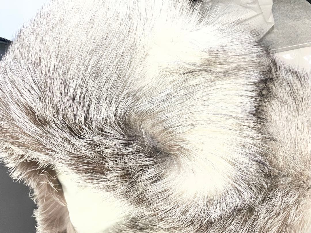 SAGA FURS サガファーズ　ブルーフロスト　ファー　着物　ドレス　成人式
