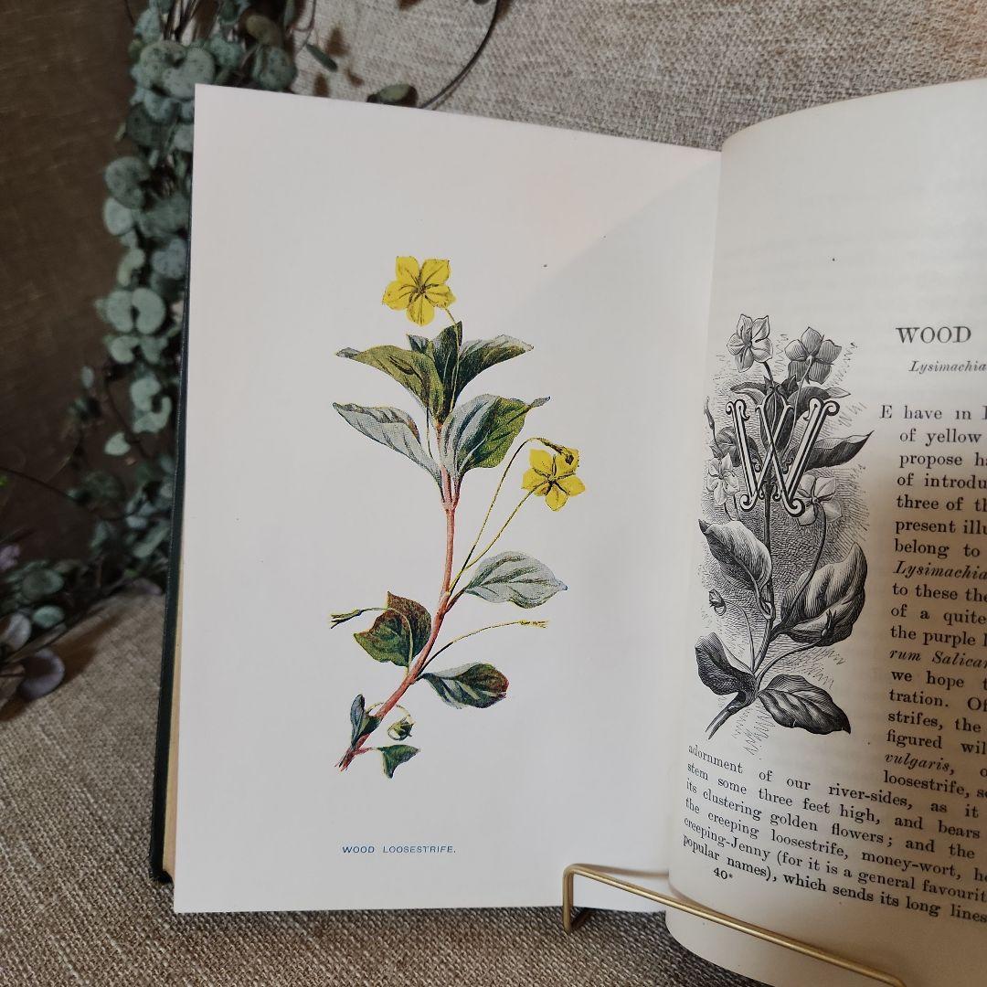 植物図鑑　洋書　古書　アンティーク　Familar Wild Flowers②