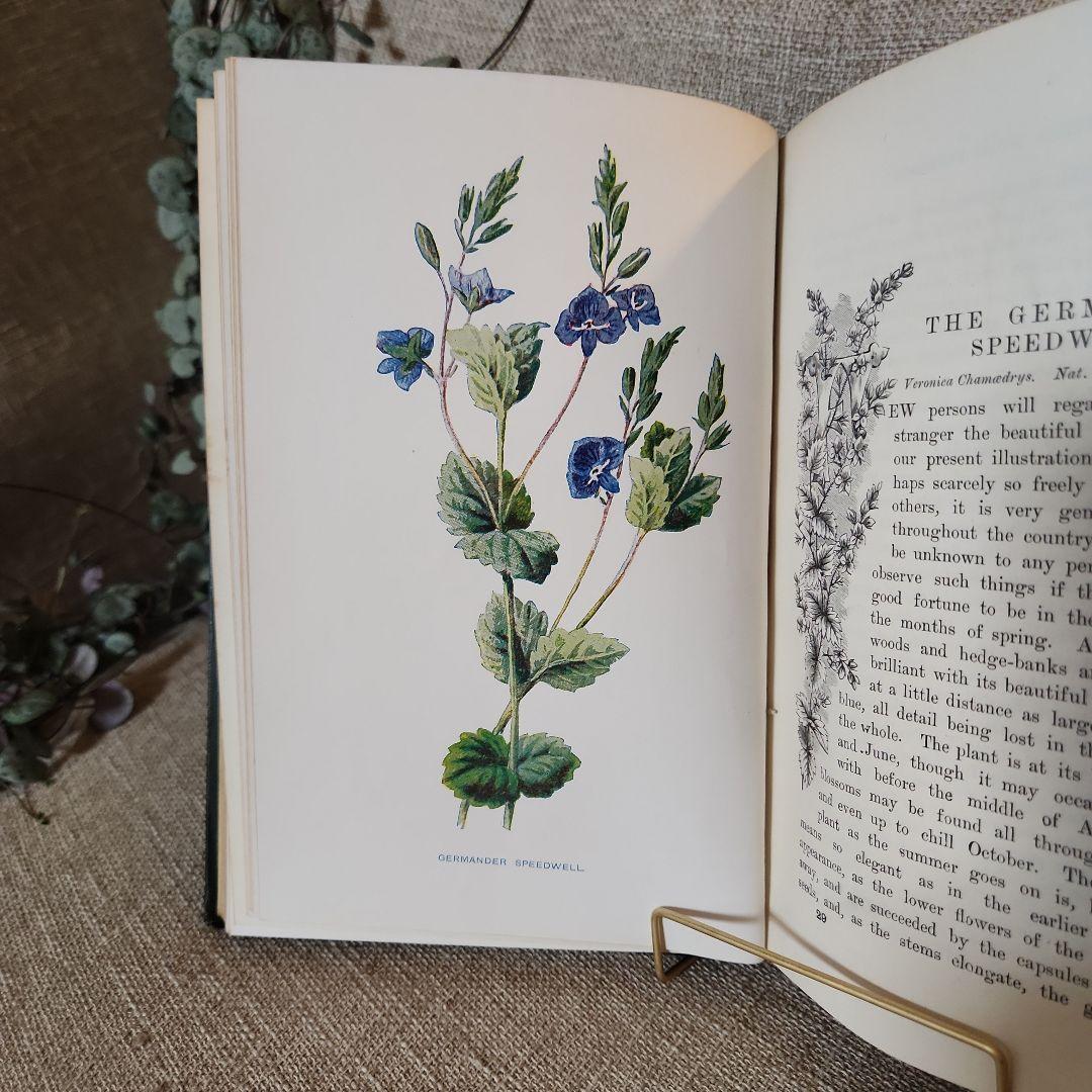 植物図鑑　洋書　古書　アンティーク　Familar Wild Flowers②