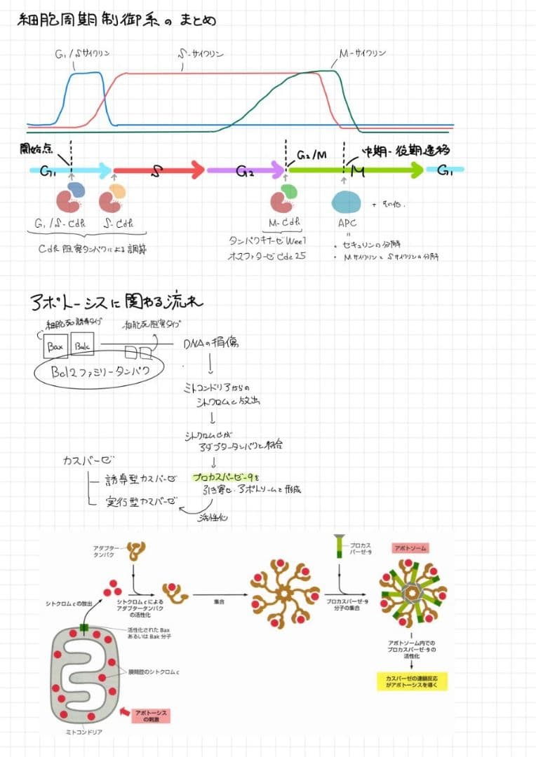 ※Rxxxma 2024改訂版 エッセンシャル細胞生物学 自作問題集