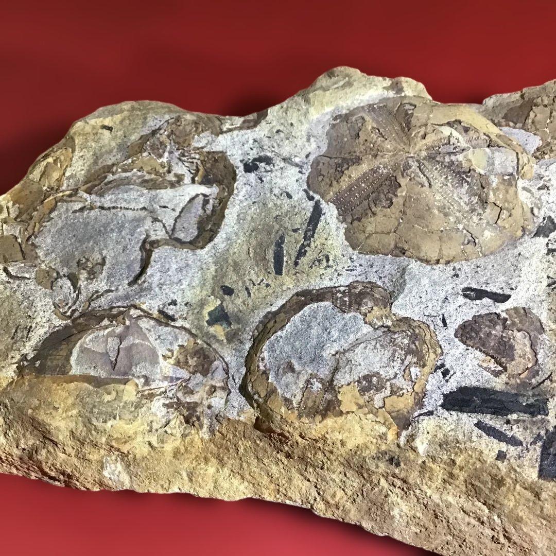化石　海洋生物　イソギンチャク他　　　　玄5