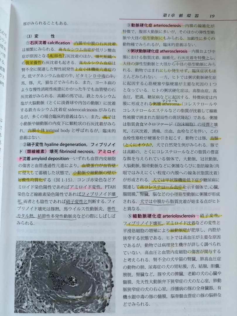 みかん