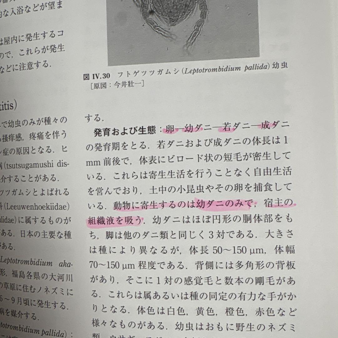 みかん