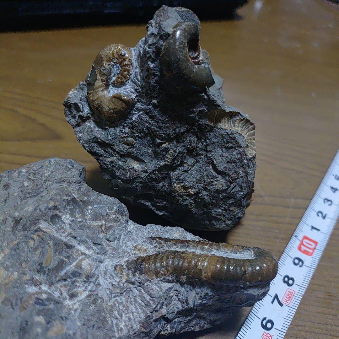 北海道アンモナイト スカフィテス、不明種