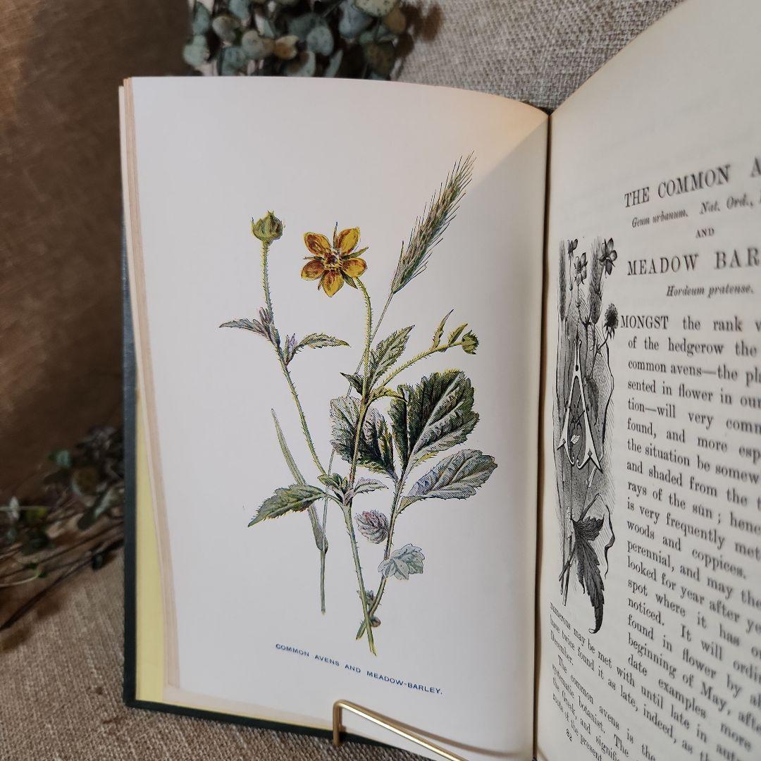 植物図鑑　洋書　古書　アンティーク　Familar Wild Flowers⑤
