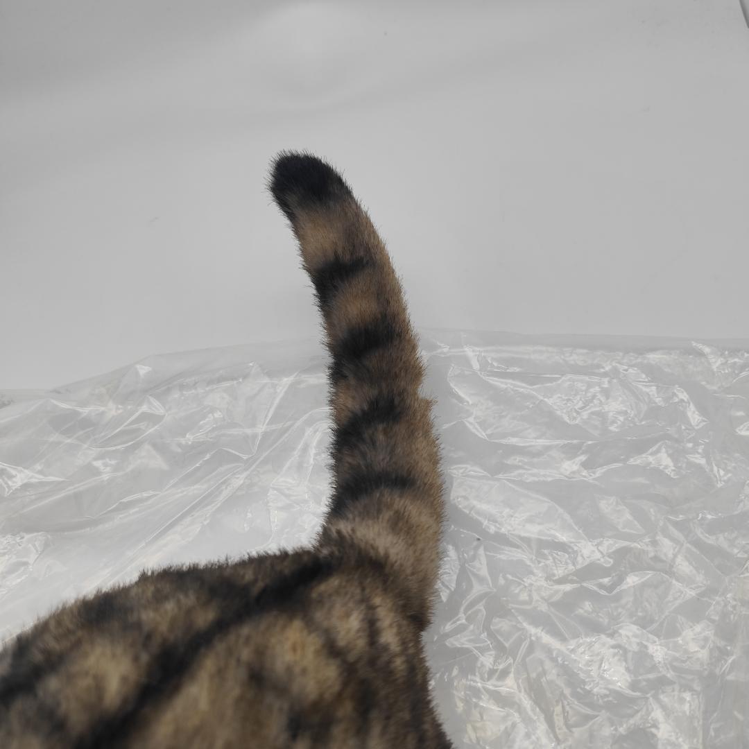 なでなでねこちゃんEX キジトラ ペットのように 鳴いて応えてくれる