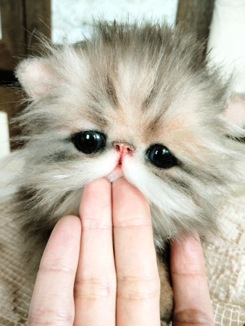 エキゾチックロングヘア♡子猫のプニちゃん♡アートドール♡ぬいぐるみ♡