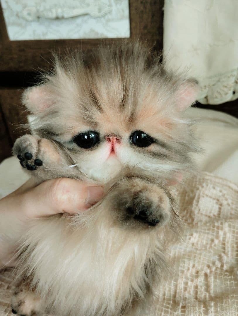 エキゾチックロングヘア♡子猫のプニちゃん♡アートドール♡ぬいぐるみ♡