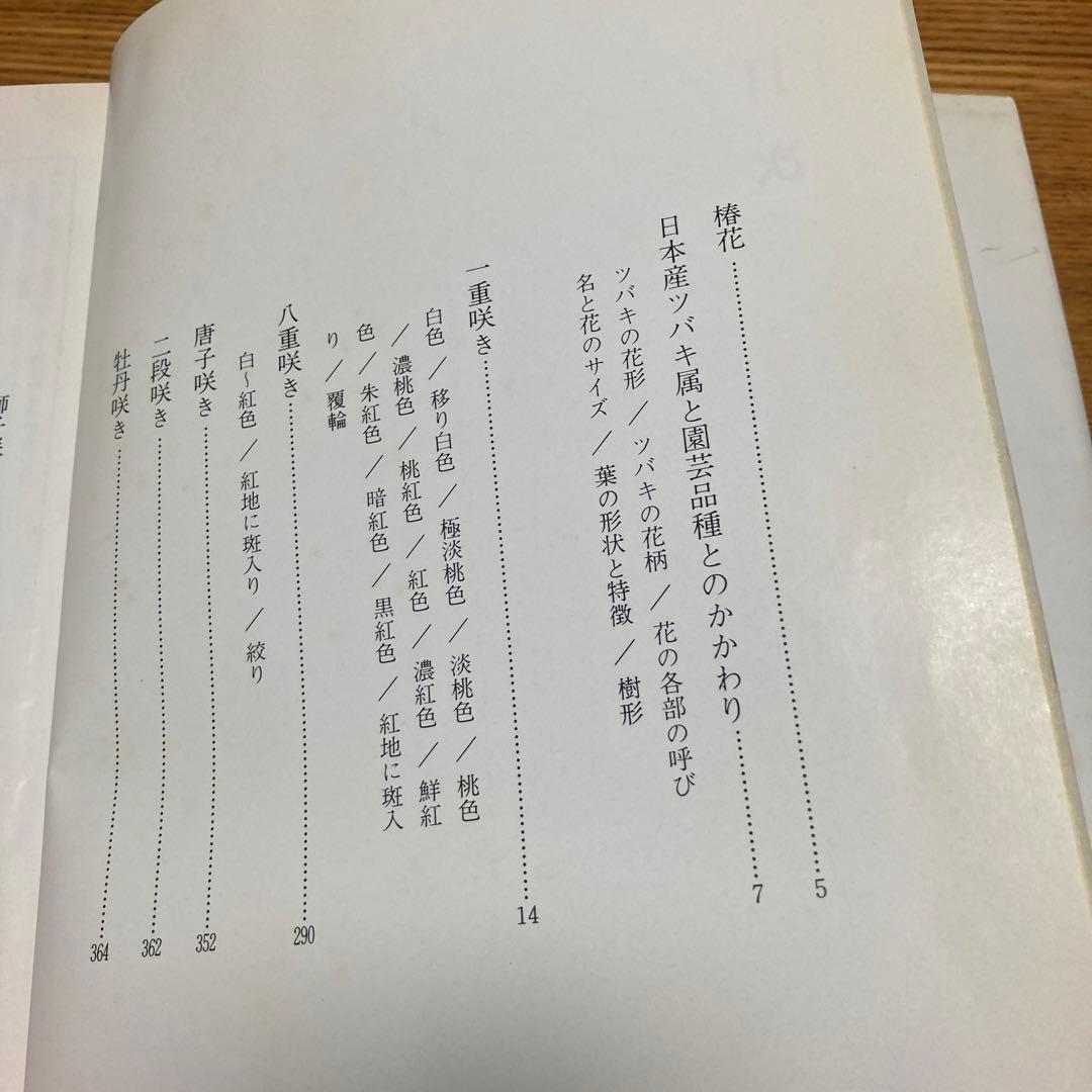 日本の椿花