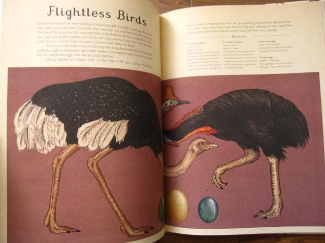 アート・デザイン・音楽 Animalium: Welcome to the Museum