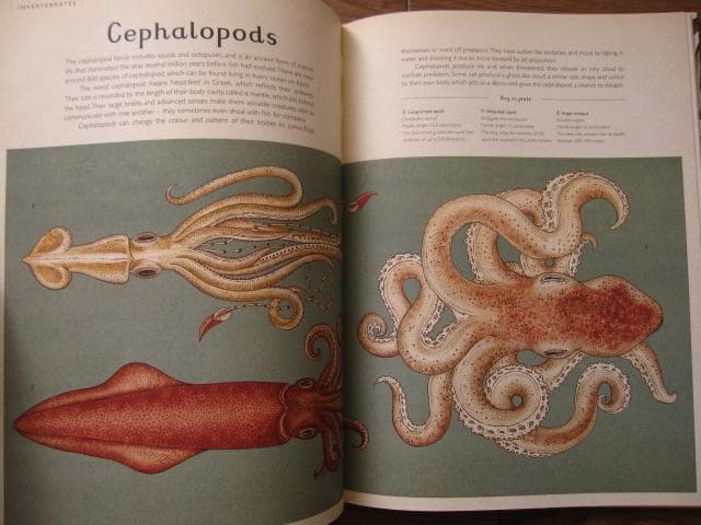 アート・デザイン・音楽 Animalium: Welcome to the Museum