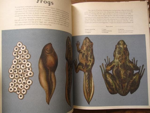 アート・デザイン・音楽 Animalium: Welcome to the Museum