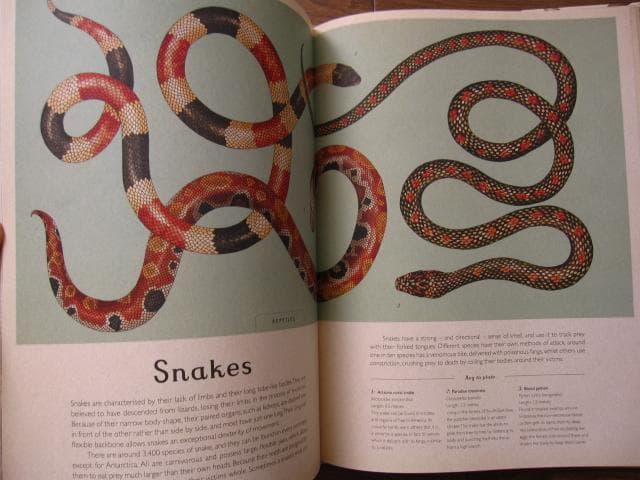 アート・デザイン・音楽 Animalium: Welcome to the Museum