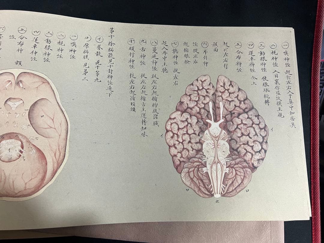 『解剖存真図』「胃・腸編」「肺・心臓編」「脳・神経編」カラー複製 3点◆腑分け