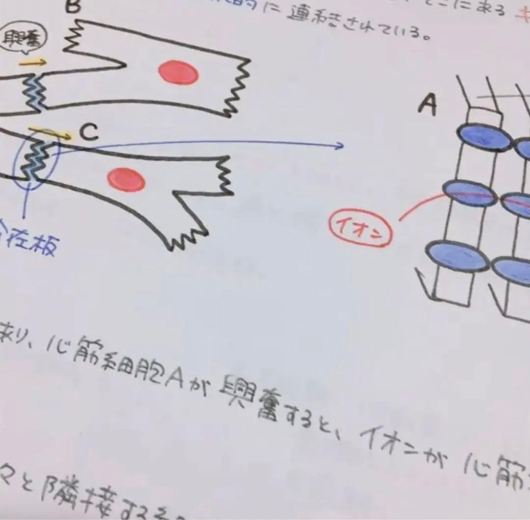 専用ページ　心臓　血液　まとめノート