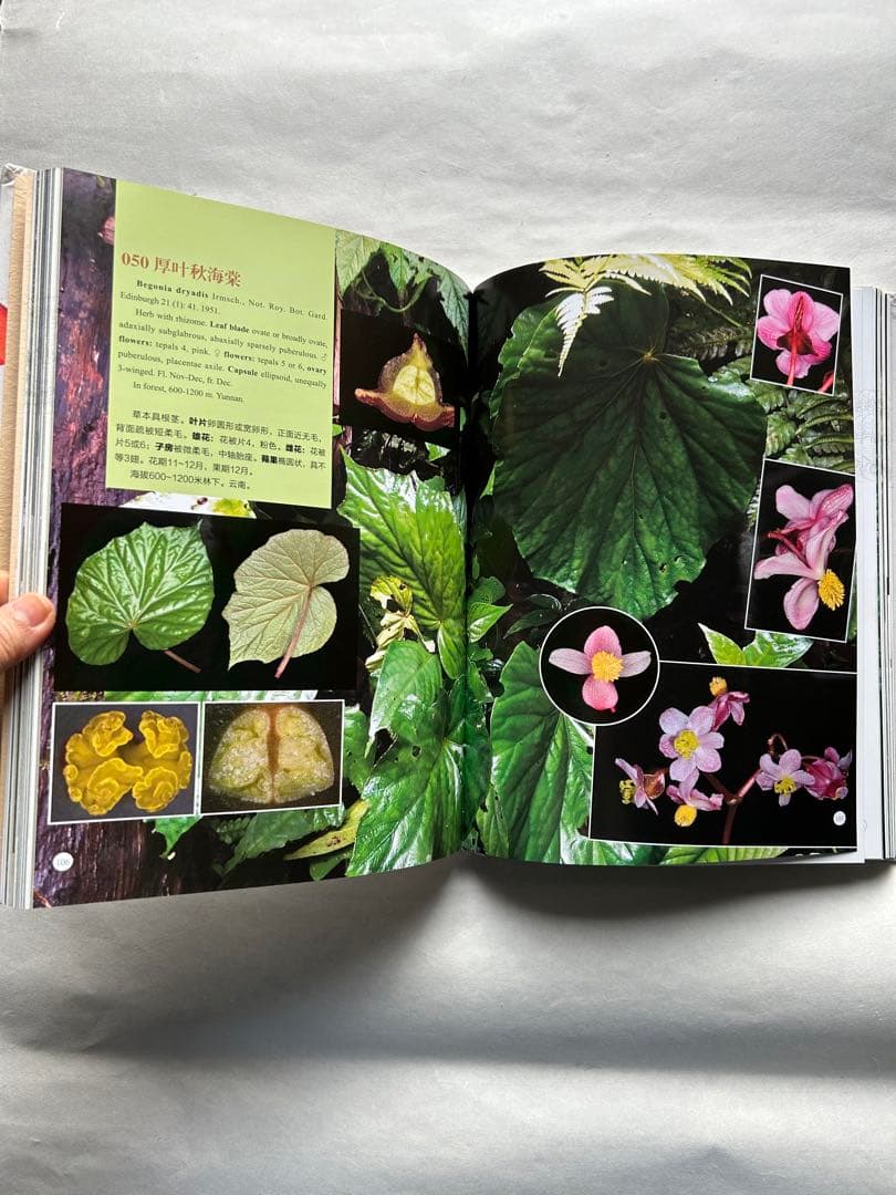 Begonia of China English / Chineseベゴニア図鑑
