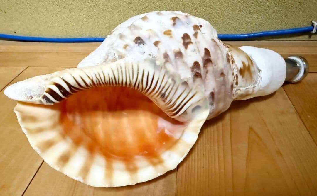 コンパクト 修験道法螺貝　密教　山伏　熊よけ　魔除け　ほら貝　ホラガイ