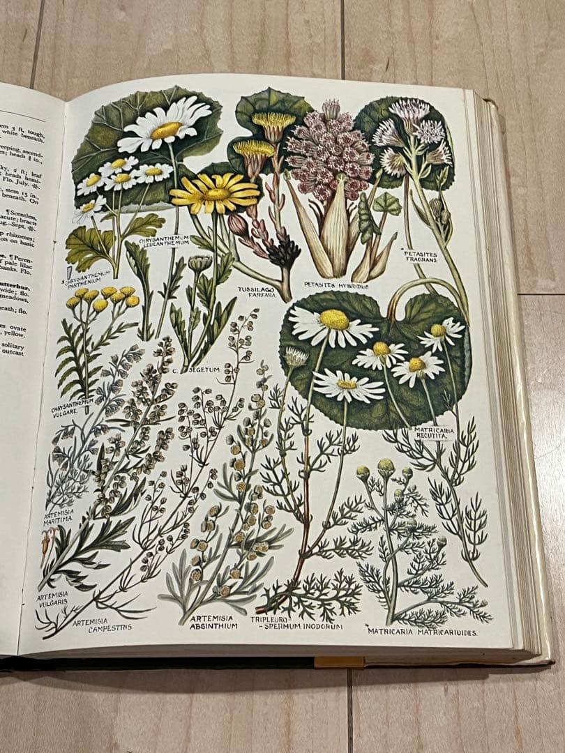 イギリスの古い植物図鑑　1960年代