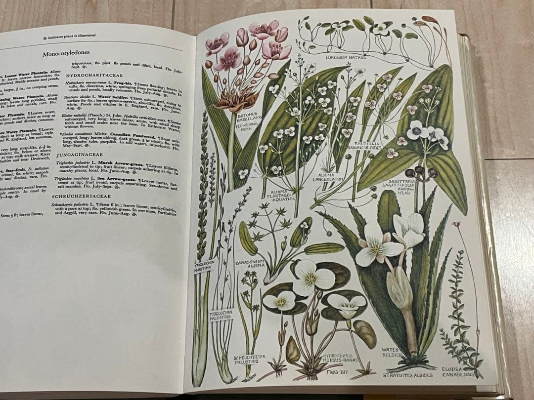 イギリスの古い植物図鑑　1960年代