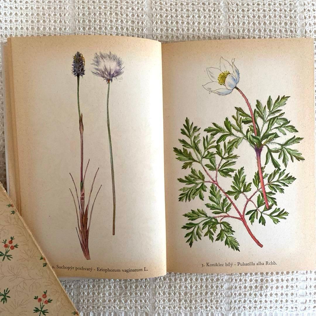 【美品】1937年 チェコの美しい高山植物 植物図鑑 ボタニカルアート